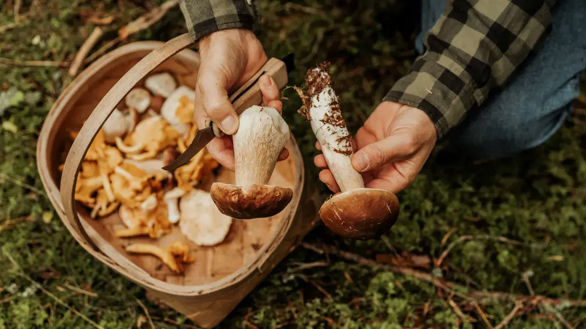 Debunking Common Mushroom Misconceptions