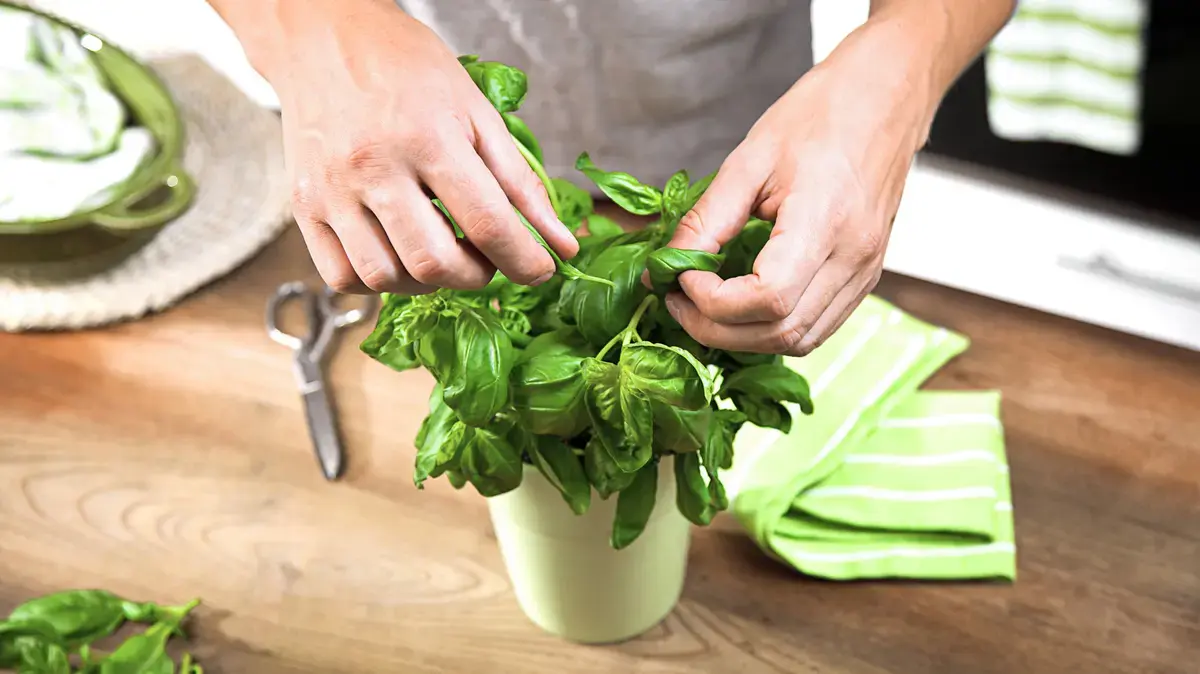 Summer's Bounty: 17 Creative Ways with Fresh Basil