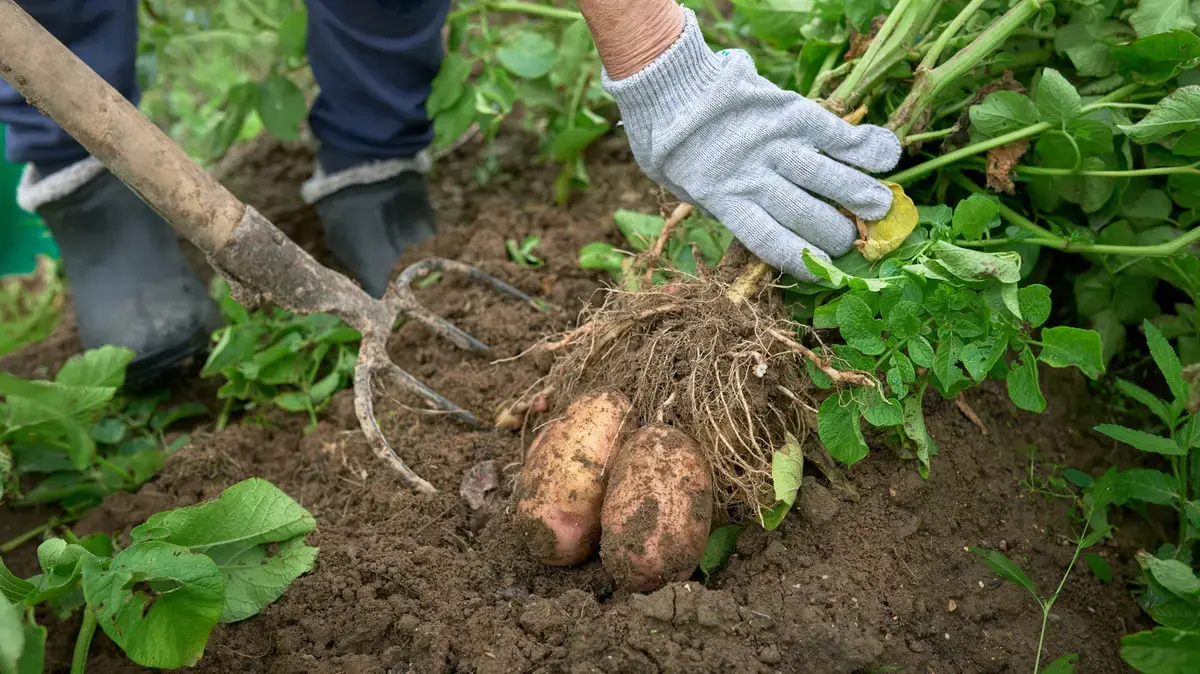 The Perfect Potato Companion