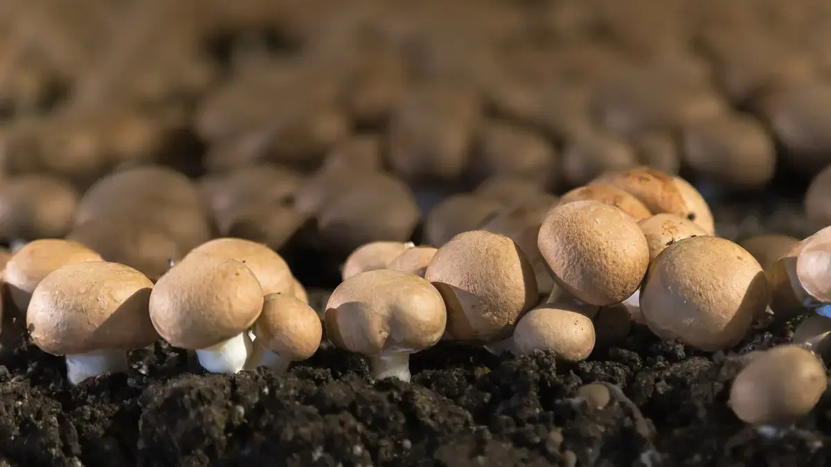 The Popular Pizza Chain That Once Ran Its Own Mushroom Farm