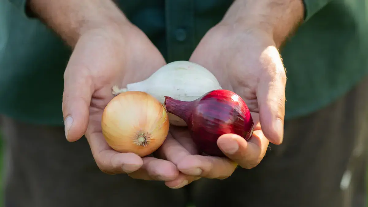 The Tropea Onion: A Sweet Italian Delicacy
