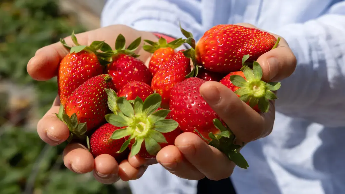 The Truth About Strawberry Size and Flavor
