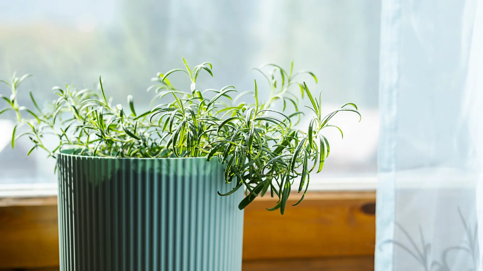 Indoor Herb Garden Fertilization: Finding the Right Balance