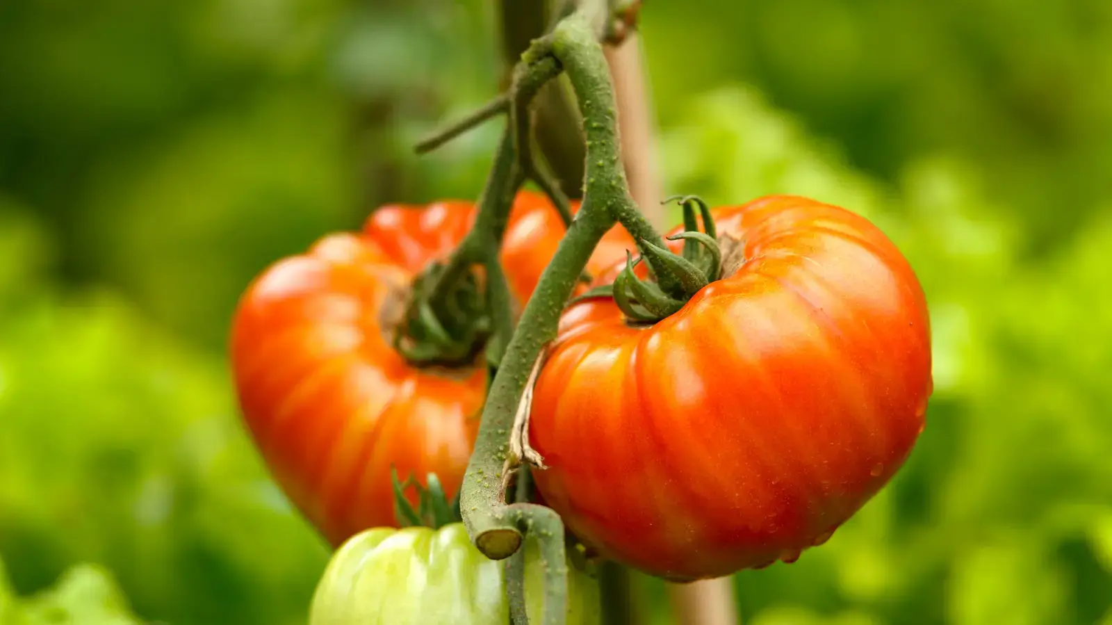 The Best Type of Tomatoes for Creamy, Five-Star Tomato Soup