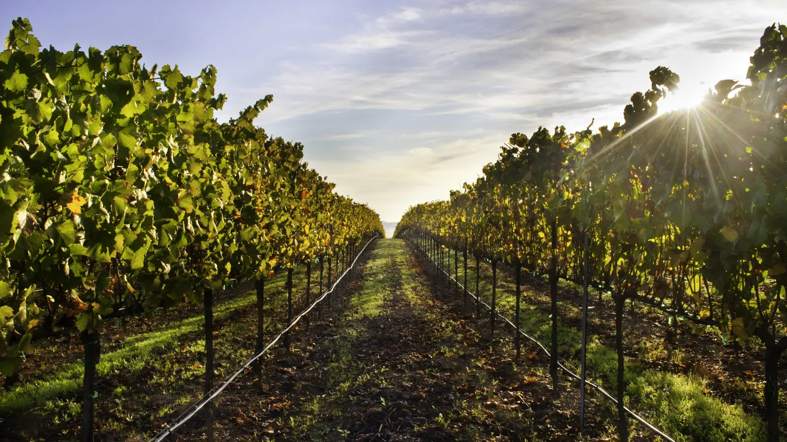 Skip Napa And Visit This Small California Town For A Foodie Getaway